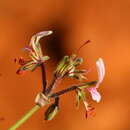 Image of Rock pelargonium