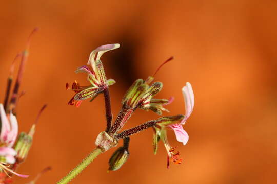 Image of Rock pelargonium