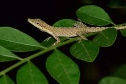 Image of Veronica's  Anole