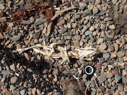 Image of New Zealand rough skate