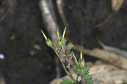 Слика од Pelargonium australe (Poir.) Jacq.