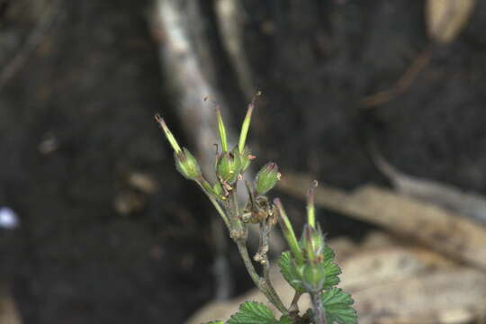 Слика од Pelargonium australe (Poir.) Jacq.