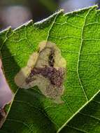 Image of Pecan Leafminer