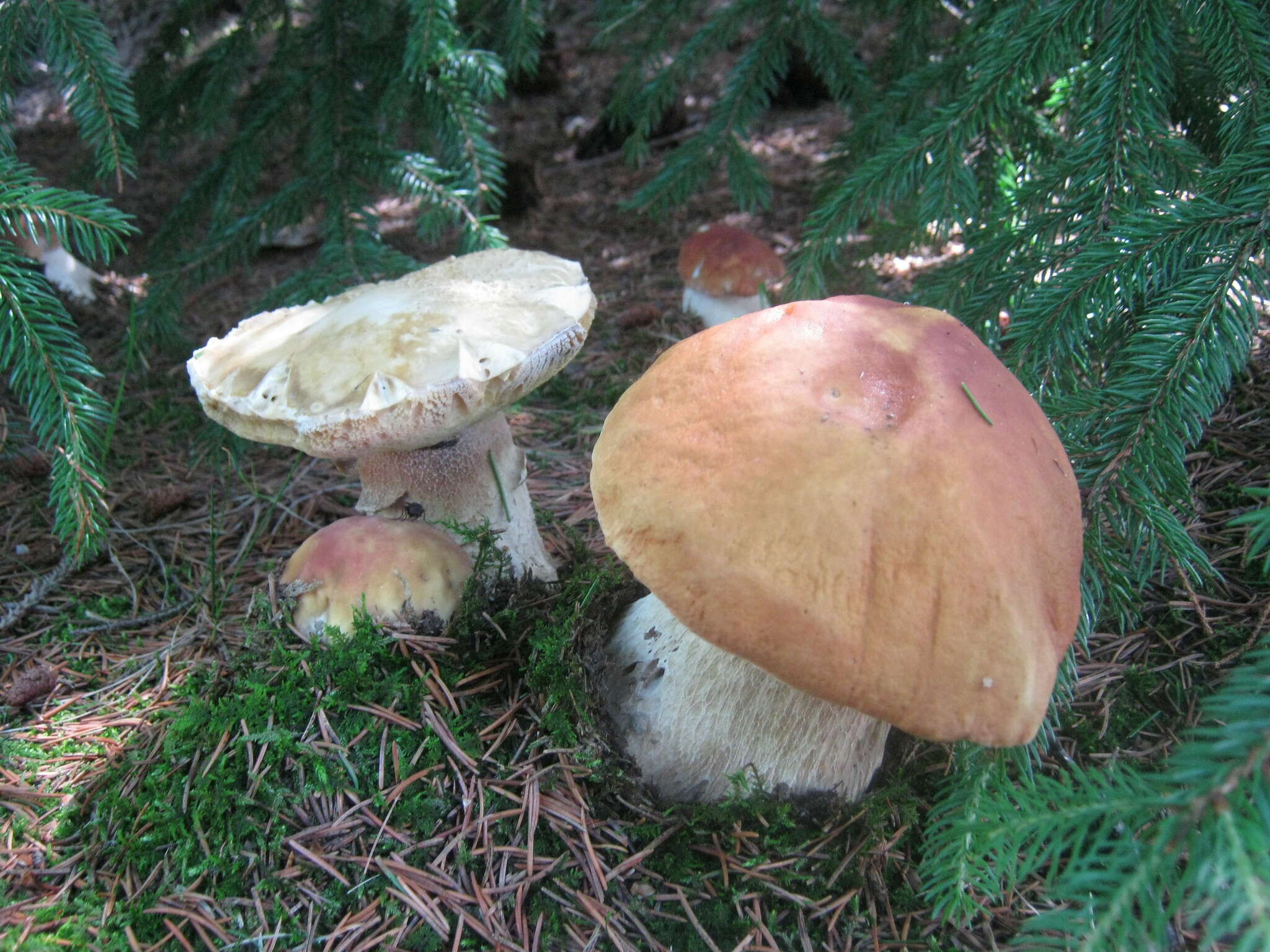 Image of Boletus chippewaensis A. H. Sm. & Thiers 1971