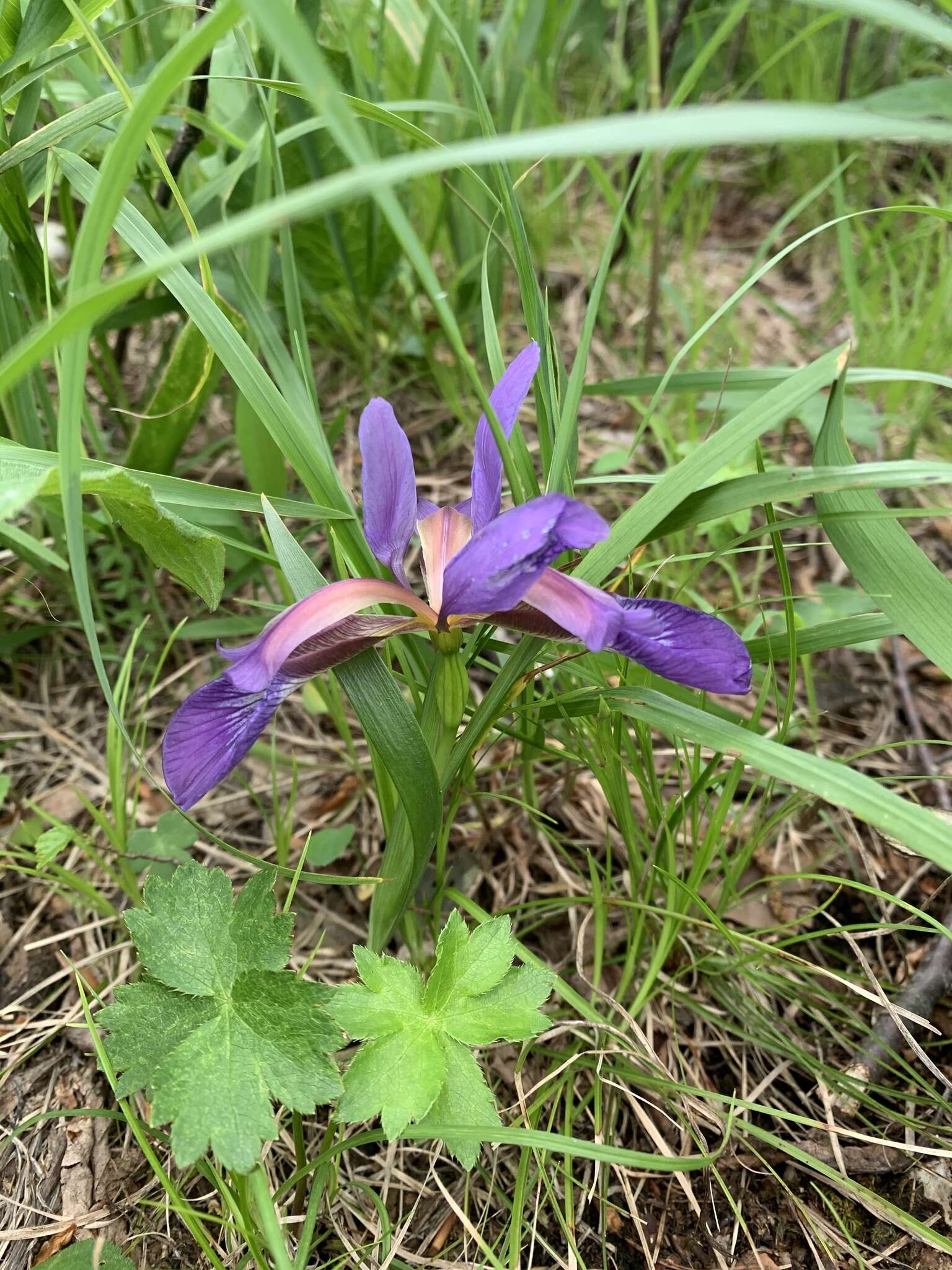 Image of Iris colchica Kem.-Nath.