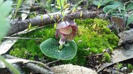 Image of Stately helmet orchid