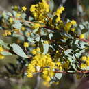 Image of Acacia buxifolia subsp. buxifolia