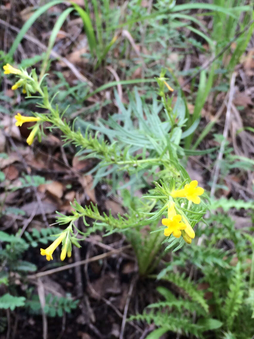 صورة Lithospermum multiflorum S. Wats.