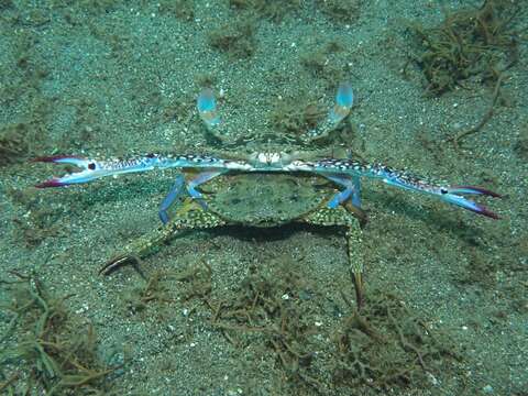 Image of Pacific blue swimming crab