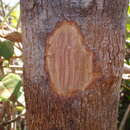 Image of Cryptocarya longifolia Kosterm.