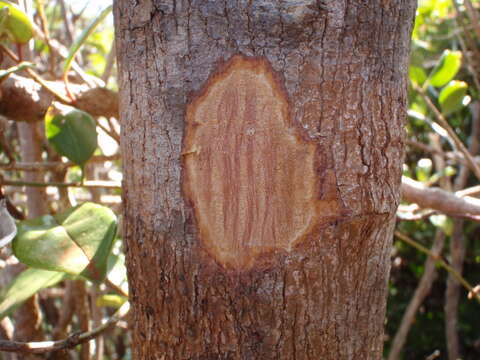 Image of Cryptocarya longifolia Kosterm.