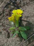 Image of Vandenberg monkeyflower