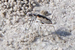 Image of White-cloaked Tiger Beetle