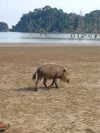 Image of Bearded Pig