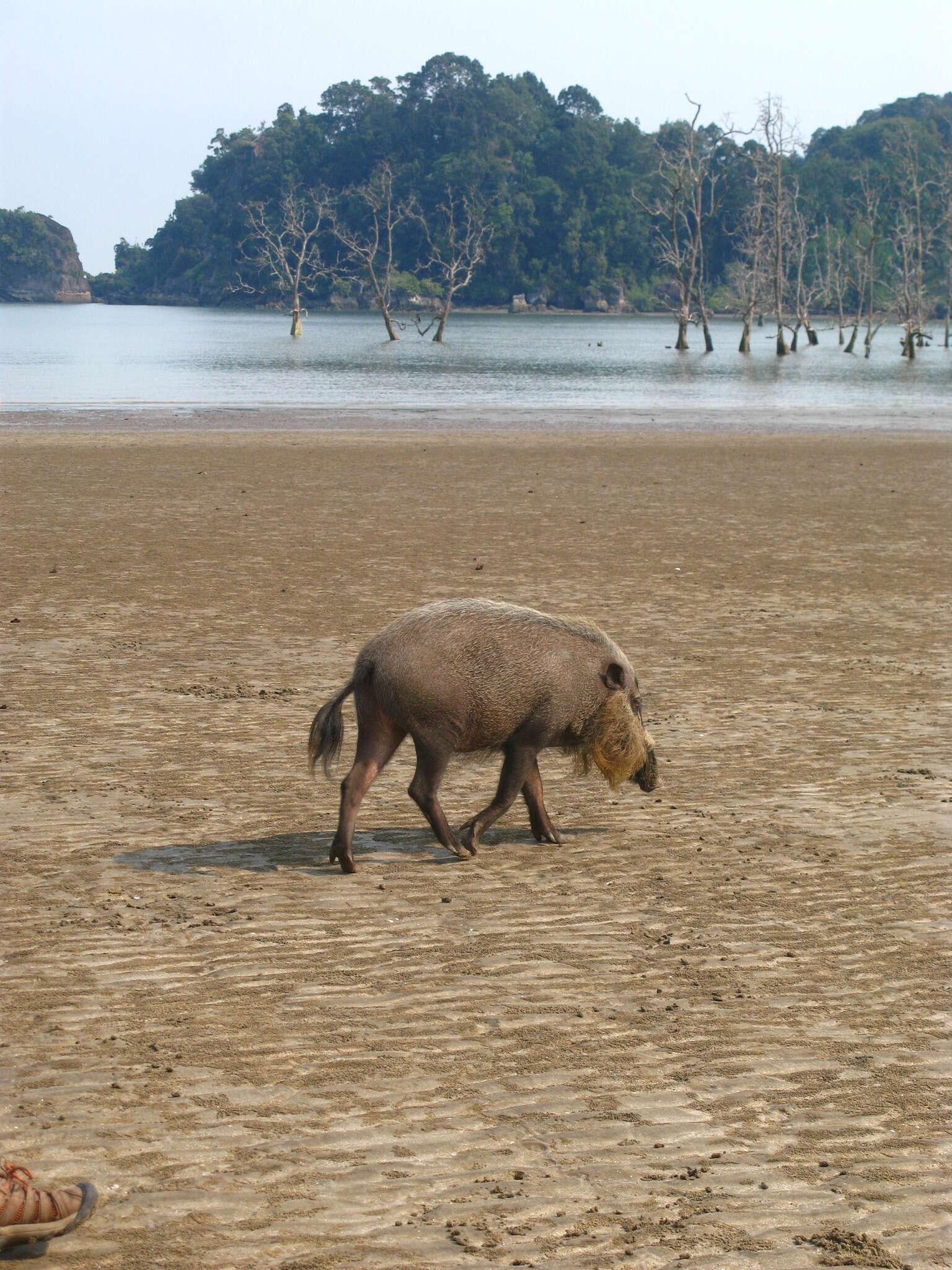 Image of Bearded Pig