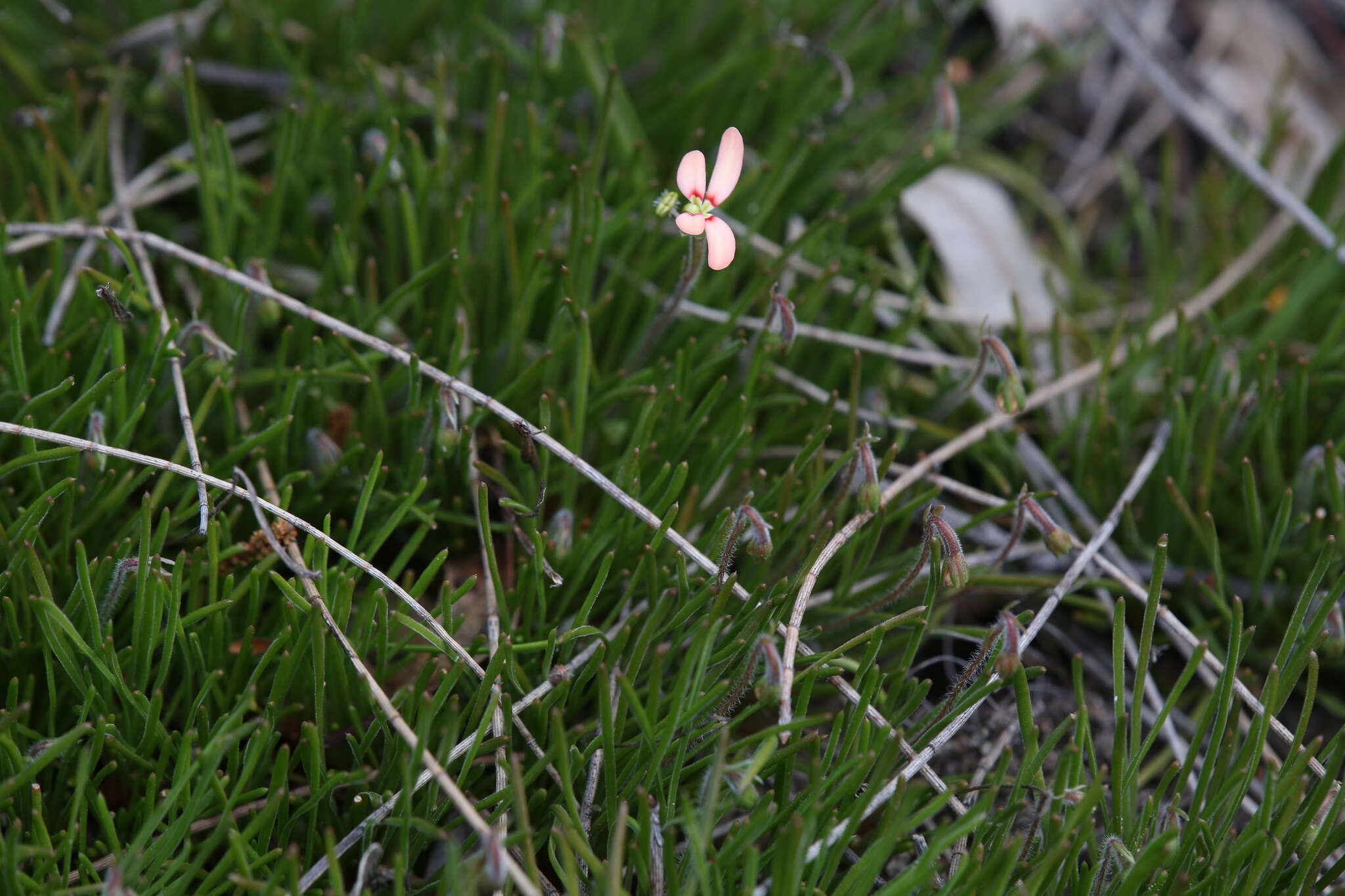 Image of Stylidium uniflorum subsp. uniflorum