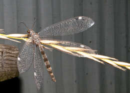 Image de Myrmeleon (Myrmeleon) immaculatus De Geer 1773