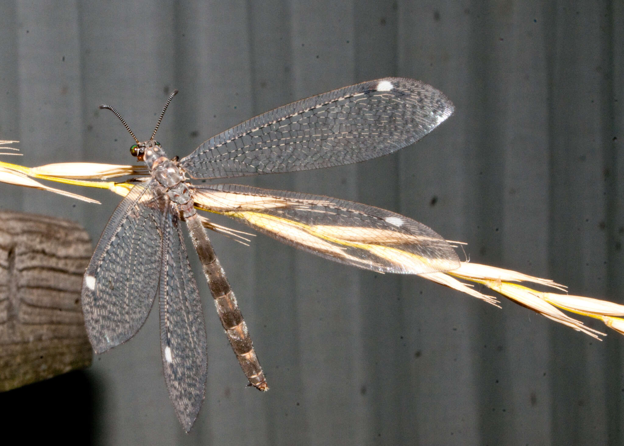 Image de Myrmeleon (Myrmeleon) immaculatus De Geer 1773