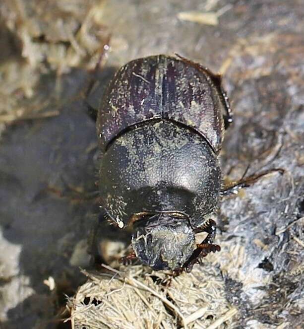 Image of Onthophagus illyricus (Scopoli 1763)