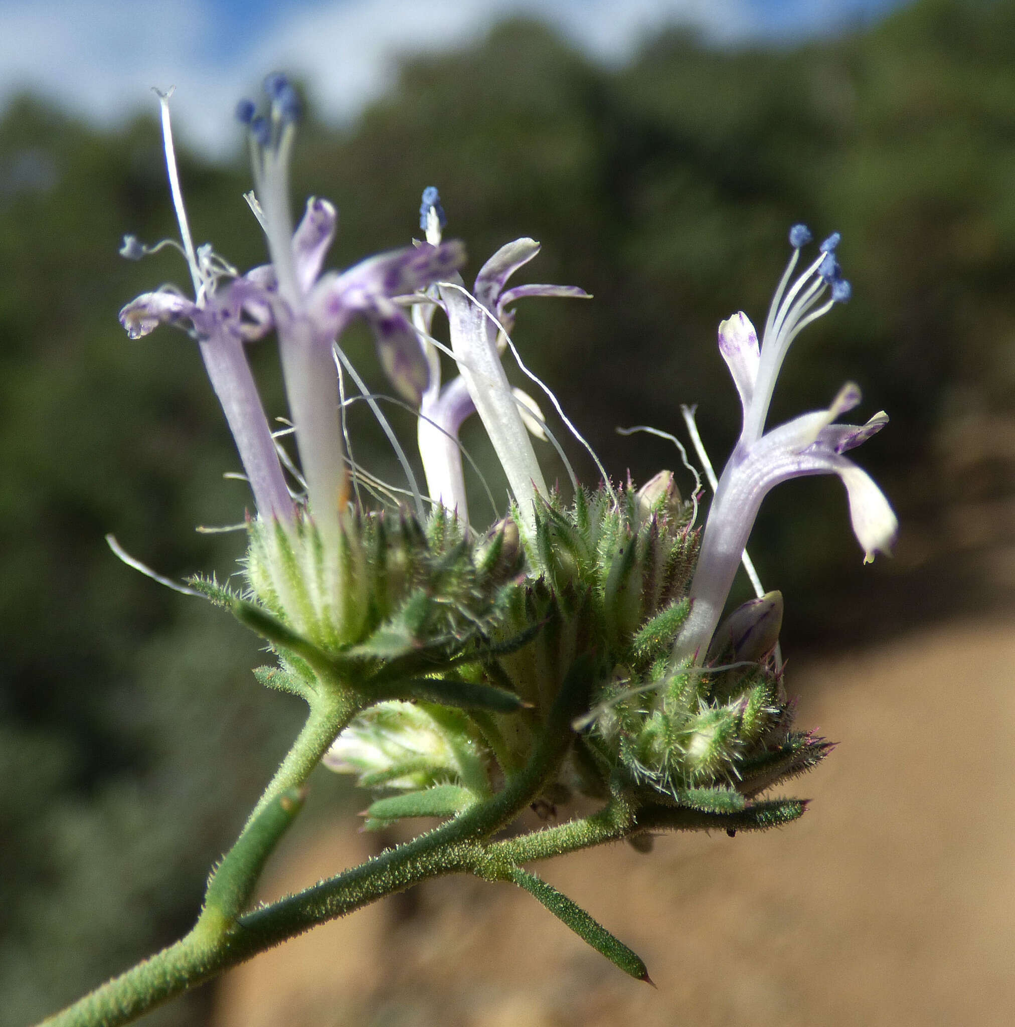 Image of manyflowered ipomopsis