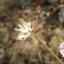 Image of Tridax palmeri A. Gray