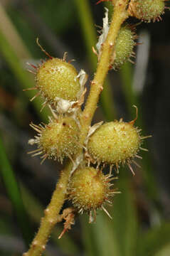 Image of Glycyrrhiza acanthocarpa (Lindl.) J. M. Black