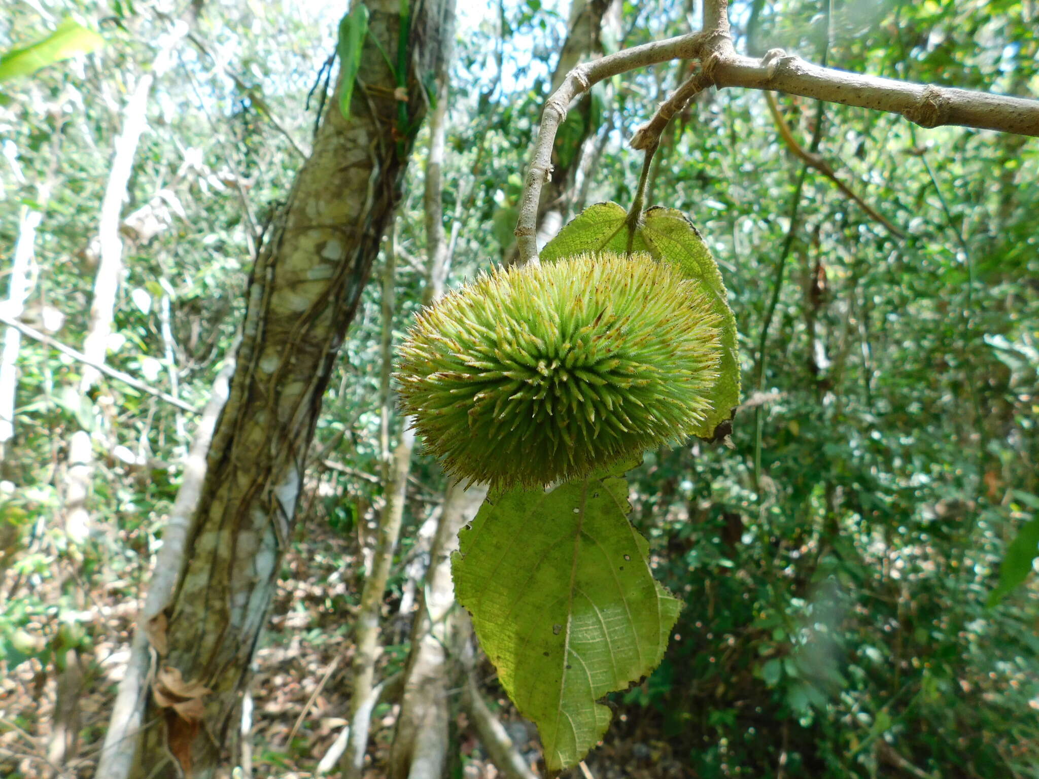 Apeiba tibourbou Aubl.的圖片