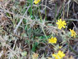 Image of pappose tarweed