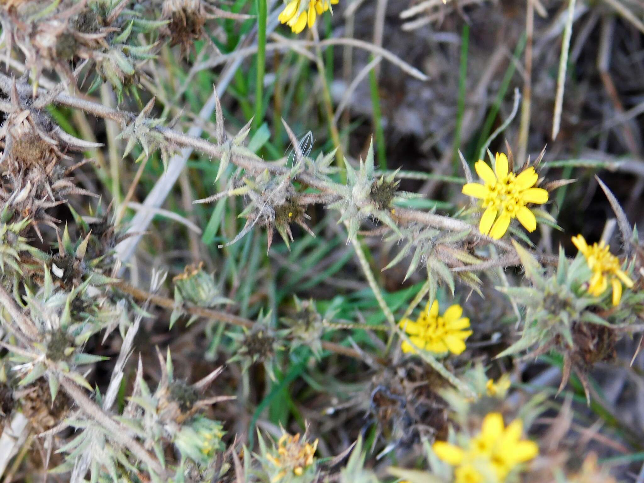 Image of pappose tarweed