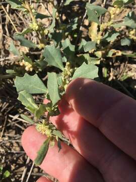 Image of Mueller's saltbush