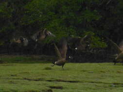 Image of Branta canadensis fulva Delacour 1951