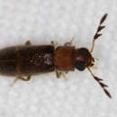 Image of Texas Brick-and-Brown Clerid