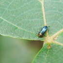 Image of Nalanda formosana (Obenberger 1944)