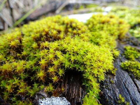 Image of great hairy screw-moss