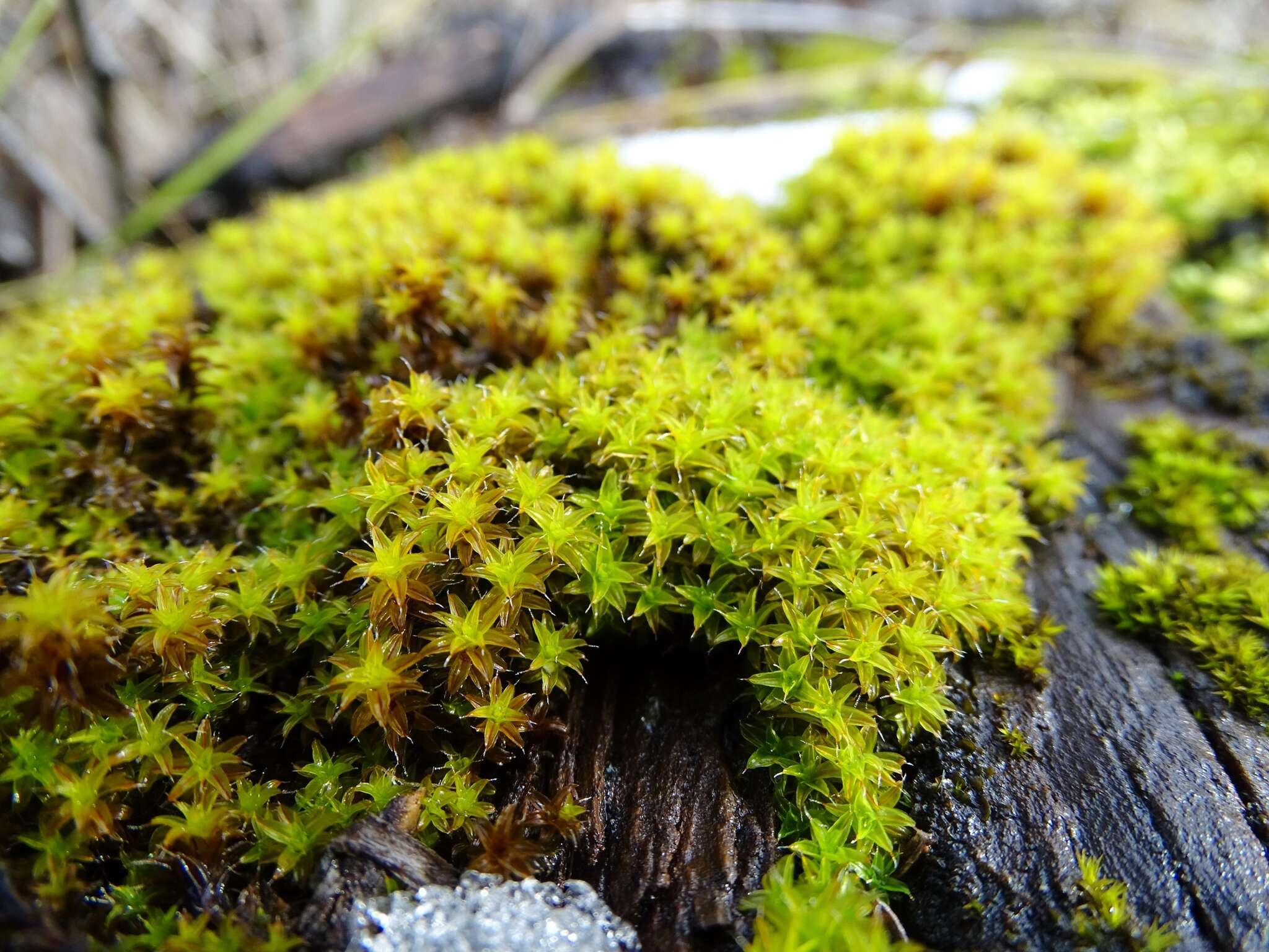 Plancia ëd Syntrichia ruralis Weber & D. Mohr 1803