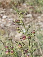 Scrophularia canina L. resmi