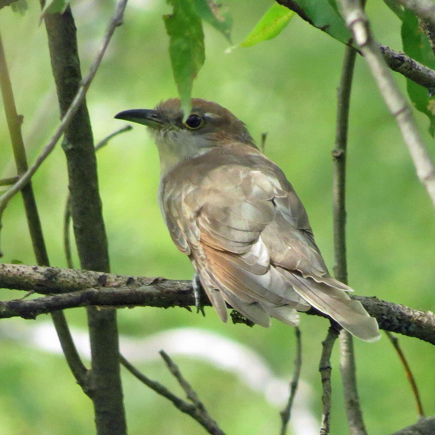 Image of Black-billed Cuckoo