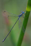 Слика од Lestes tenuatus Rambur 1842