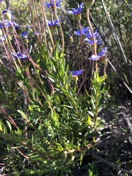 Image of Felicia ebracteata Grau