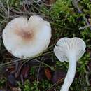 Plancia ëd Hygrophorus leucophaeo-ilicis Bon & Chevassut 1985