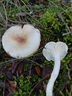 Image de Hygrophorus leucophaeo-ilicis Bon & Chevassut 1985