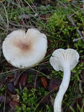 Image of Hygrophorus leucophaeo-ilicis Bon & Chevassut 1985