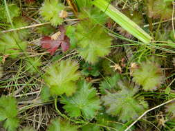 Image of Idaho barren strawberry