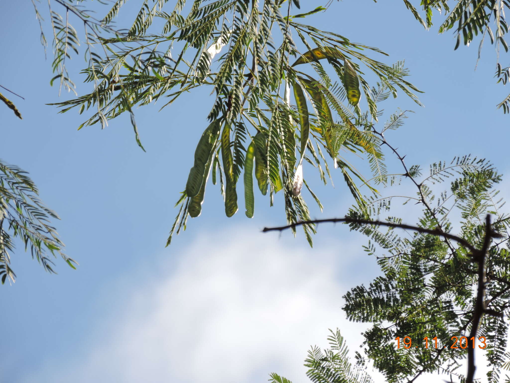 Plancia ëd Leucaena leucocephala (Lam.) de Wit