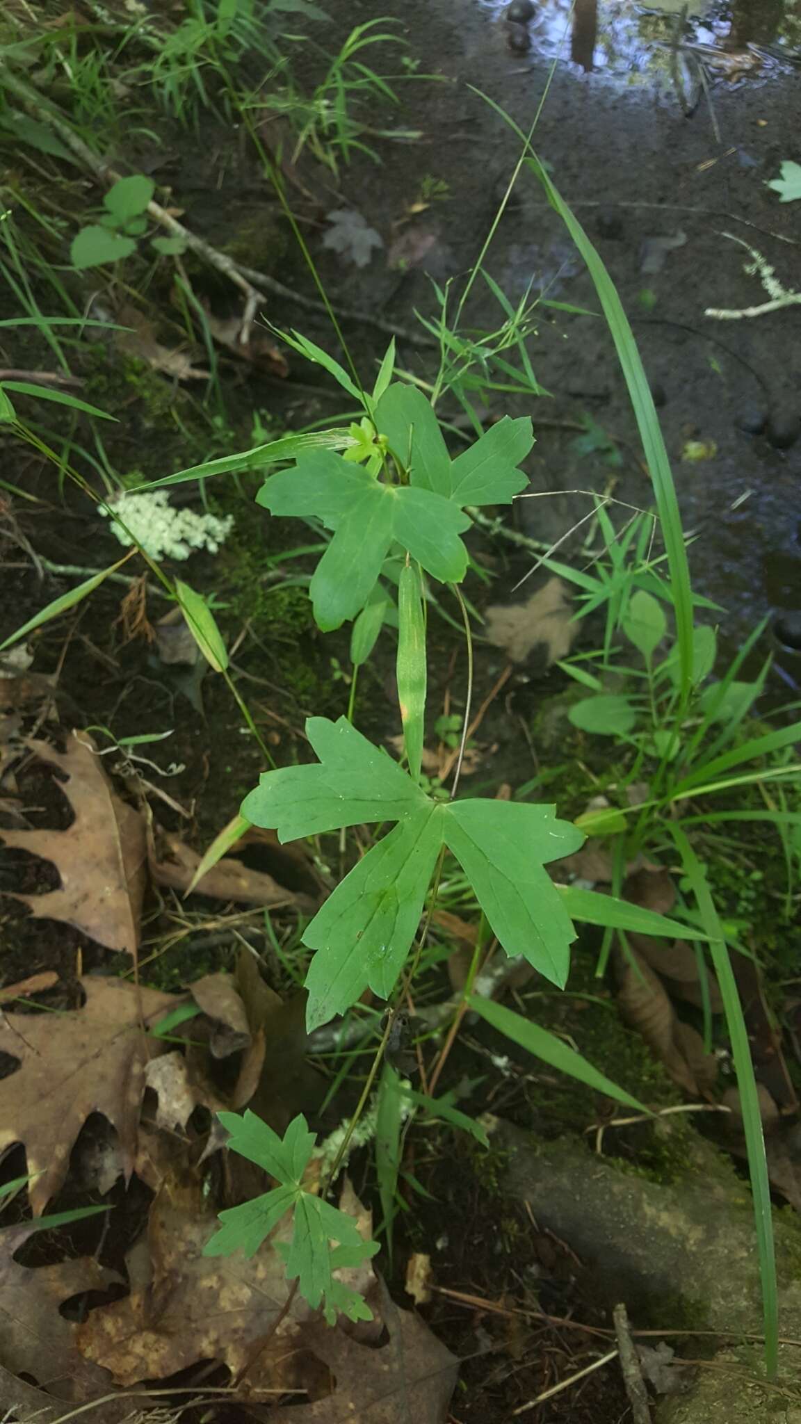 Image of southern blue monkshood