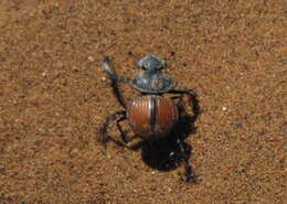 صورة Pachysoma denticolle Péringuey 1888