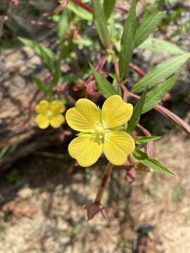 Image de Ludwigia octovalvis subsp. octovalvis