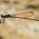 Image of Mortonagrion falcatum Lieftinck 1934