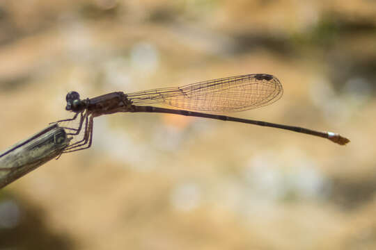 Imagem de Mortonagrion falcatum Lieftinck 1934