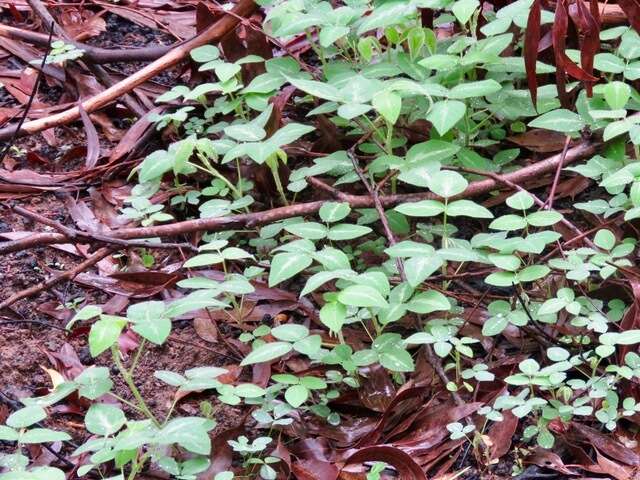 Image of Silverleaf Desmodium